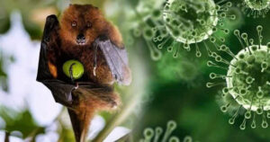virus-nipah